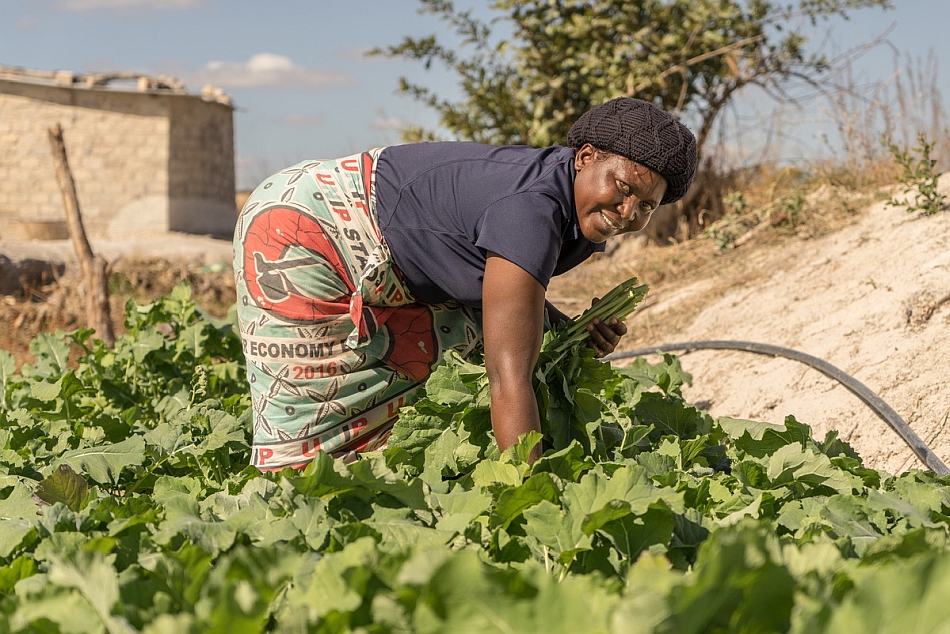 Solar pumps used for irrigate farms in the Central Region of Zambia