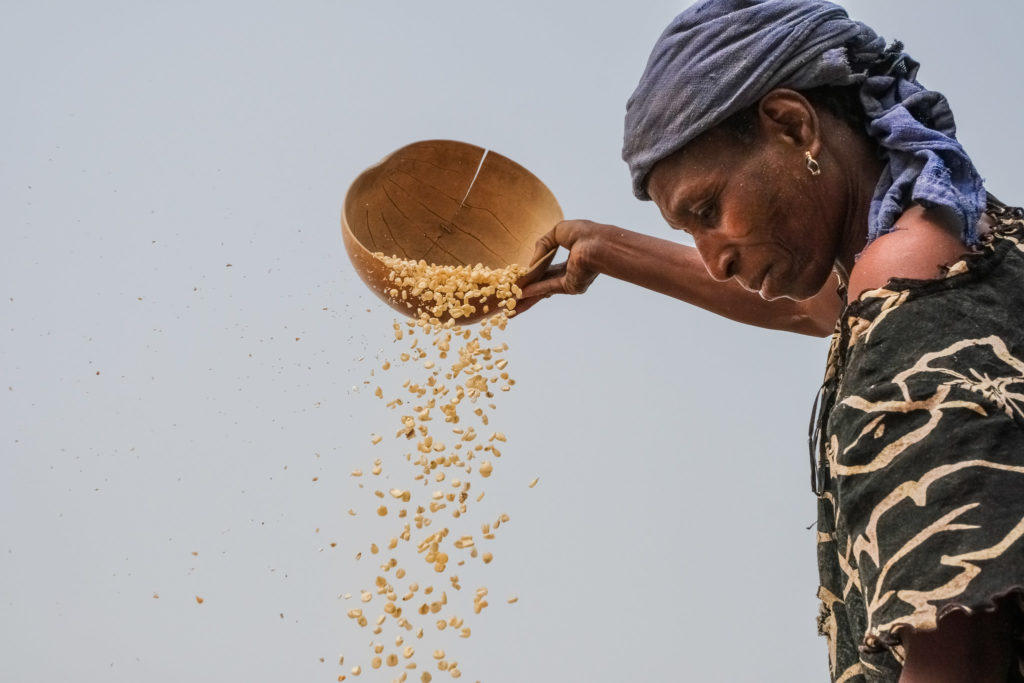 Woman cleaning maize in Gwenia, Kassena Nankana District in Ghana (Photo Credit: Axel Fassio/CIFORC)