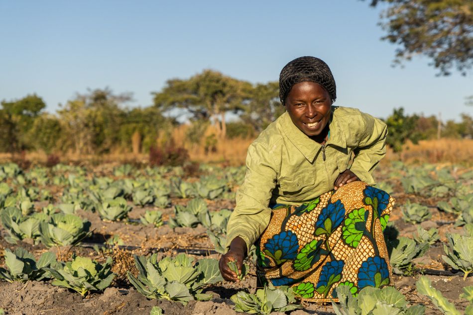 Drip irrigation used in the cabbage farm to irrigate the cultivation. Photo: Adam Öjdahl / IWMI