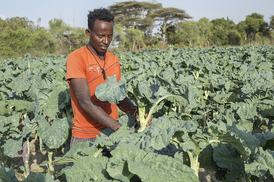 Farmer working in a cabbage farm. Photo: Maheder Haileselassie / IWMI