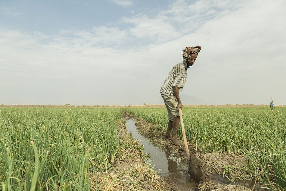 Onion farming in Ethiopia. Photo: Maheder Haileselassie / IWMI