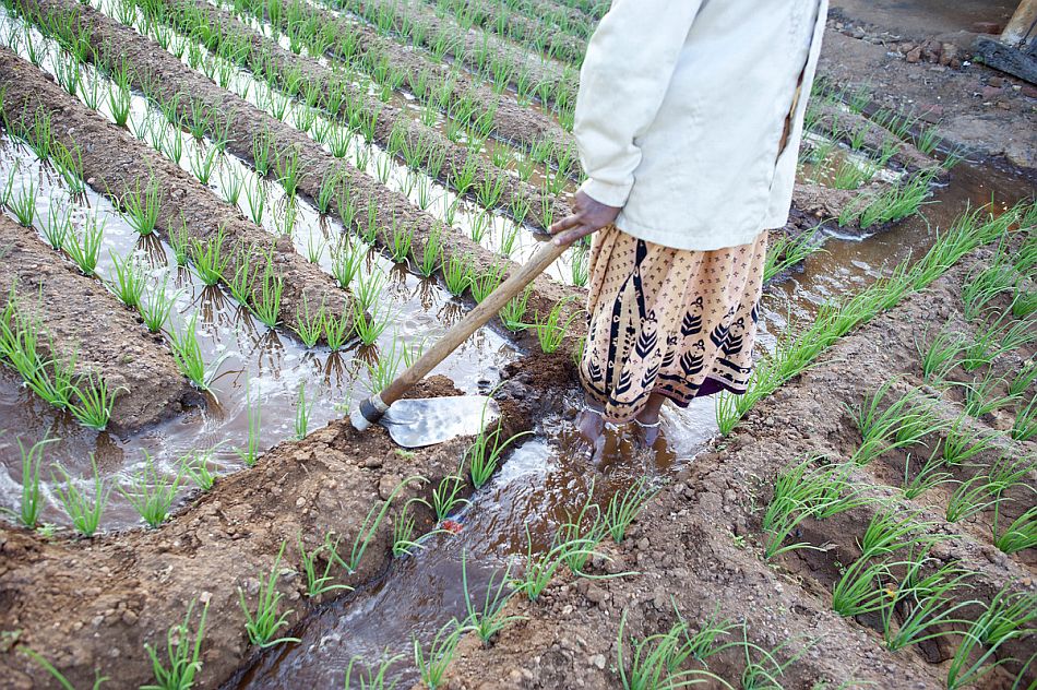 Woman irrigating a rice field