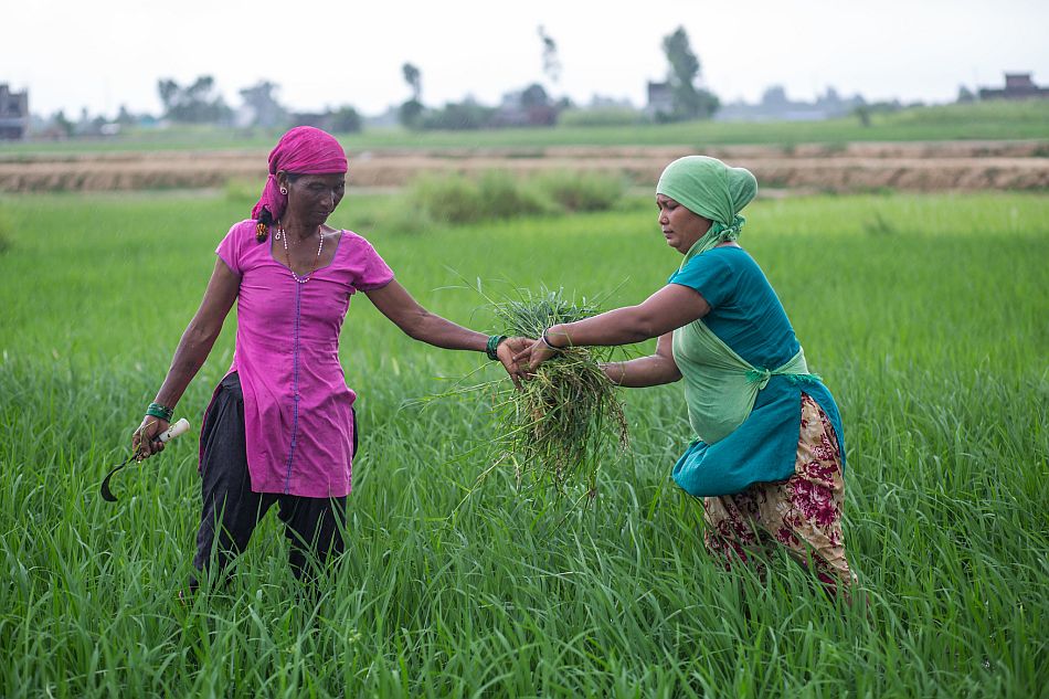 Farmers weeding a paddy field in Belanpur village of Banke district of Nepal. The paddy field is irrigated from the Irrigation Channel of Sikta Irrigation Project. Photo: Nabin Baral / IWMI