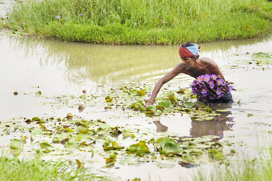 Man harvesting lotus flowers. Photo: Hamish John Appleby / IWMI