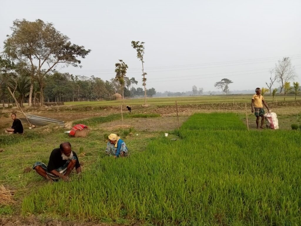 Men and women working together in the field in Mymensingh, Bangladesh. Farhana Sarker