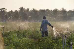 Severe summer weather ruins crops in Asia and Africa causing vegetable prices to skyrocket